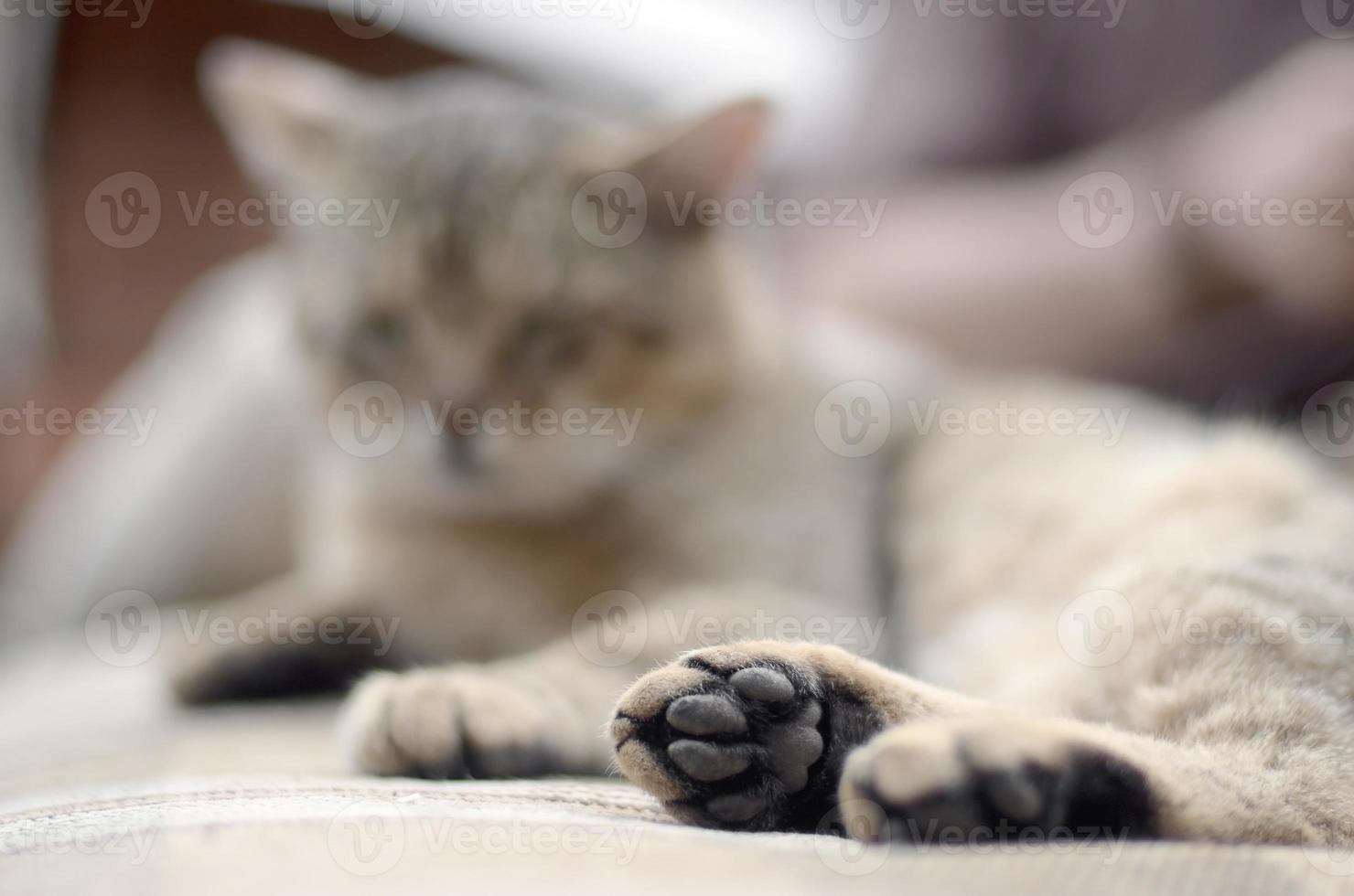 Sad tabby cat lying on a soft sofa outdoors and resting with paw in focus photo