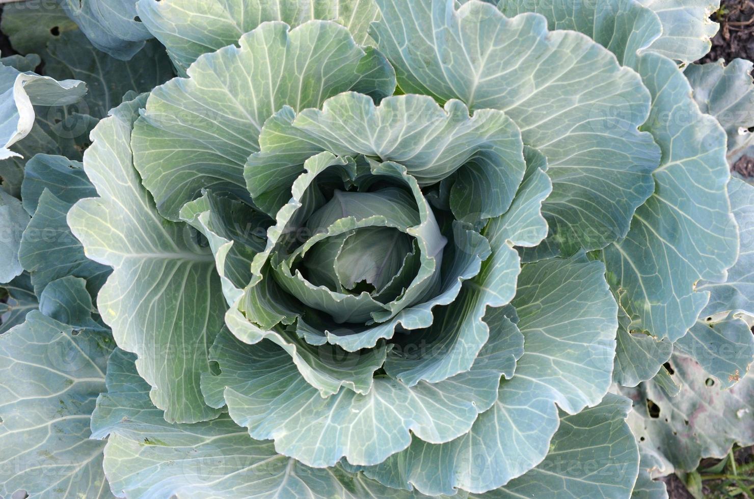 repollo verde madurando la cabeza creciendo en una granja vegetal foto