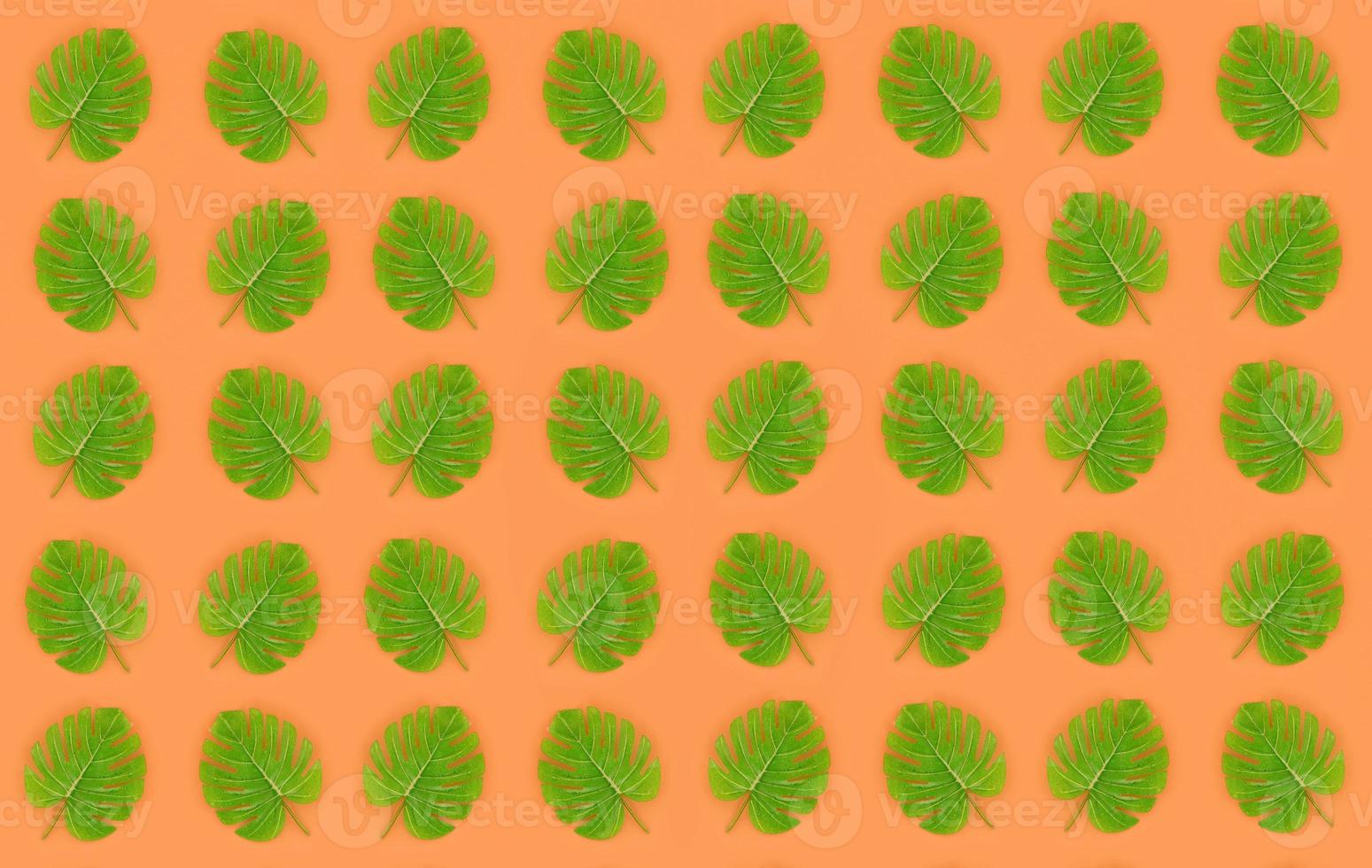Tropical palm monstera leaves lies on a pastel colored paper. Nature summer concept pattern. Flat lay composition. Top view photo