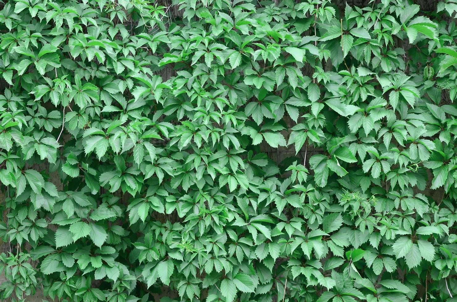 Green ivy grows along the beige wall of painted tiles. Texture of dense thickets of wild ivy photo