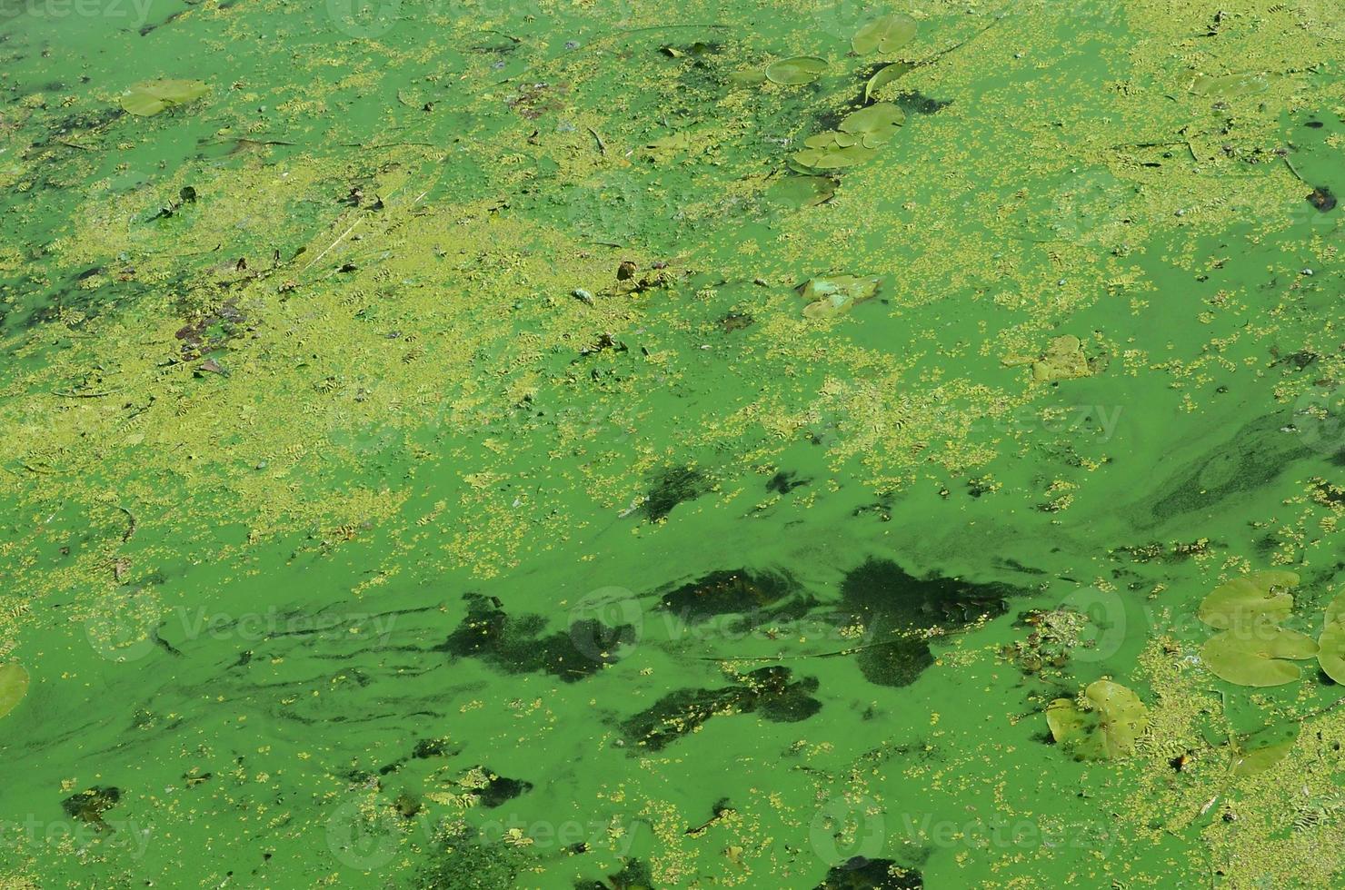 The surface of an old swamp covered with duckweed and lily leaves photo