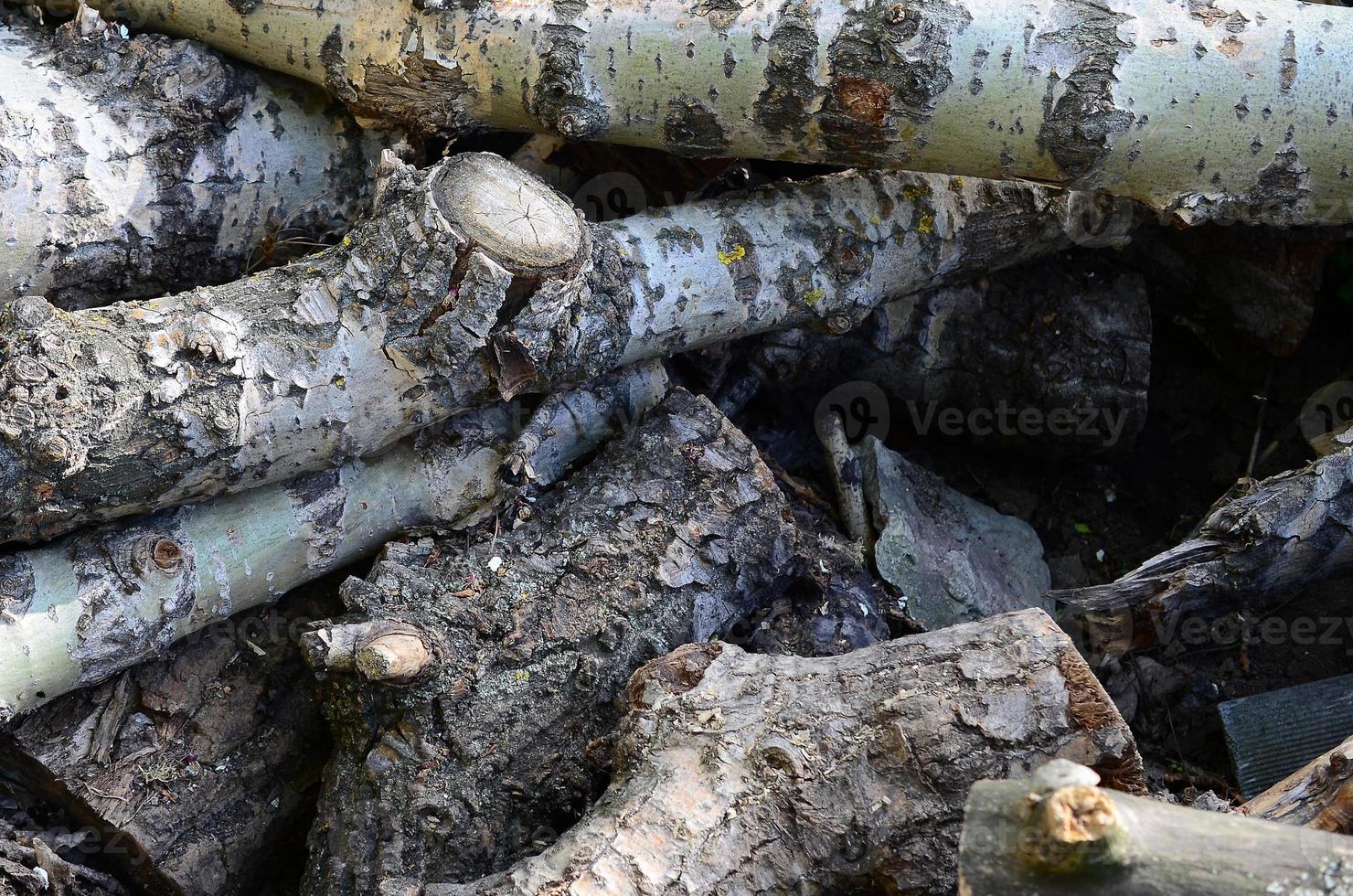 Closeup of firewood from old poplar with rough white bark photo