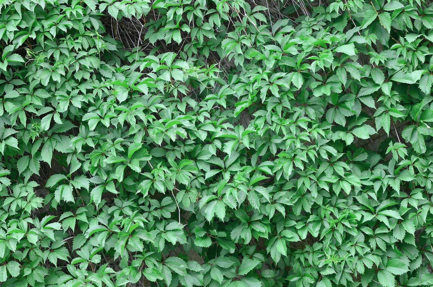 Green ivy grows along the beige wall of painted tiles. Texture of dense thickets of wild ivy photo