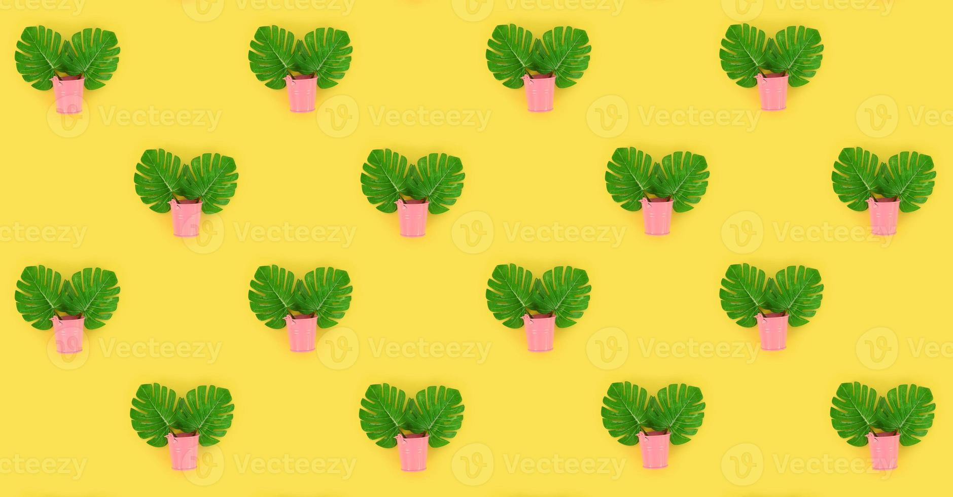 Tropical palm monstera leaves lies in a pastel pails on a colored background. Flat lay trendy minimal pattern. Top view photo