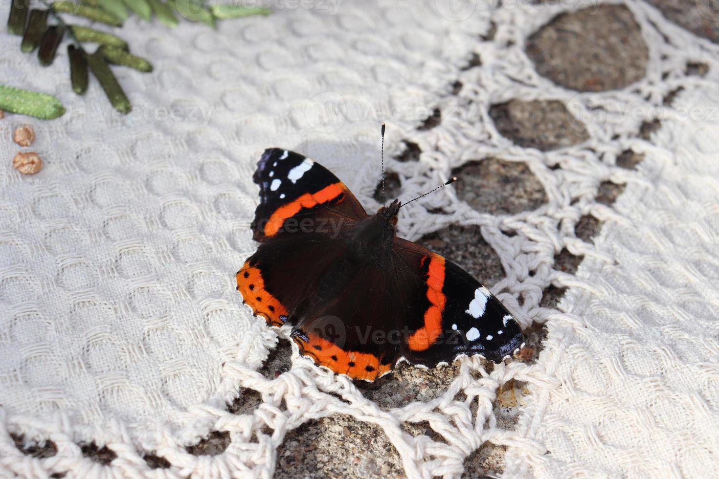 el almirante de la mariposa fotográfica se sienta en una servilleta bordada en el pueblo foto