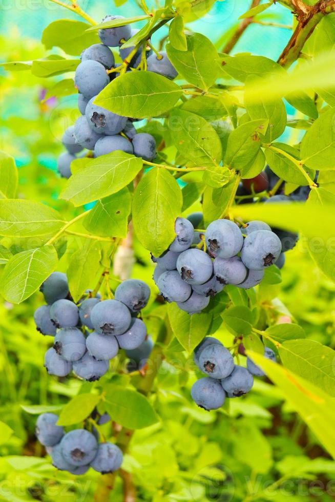 photo of great bilberry in garden