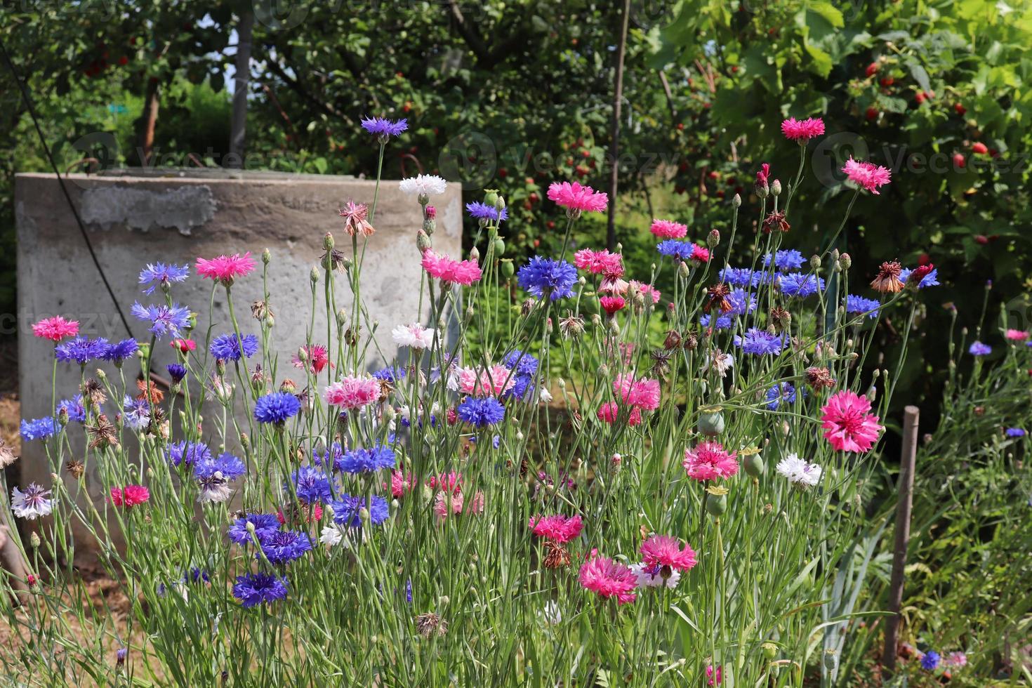 photo of a flower bed with colored cornflowers in the garden against the backdrop of a well in the village in summer