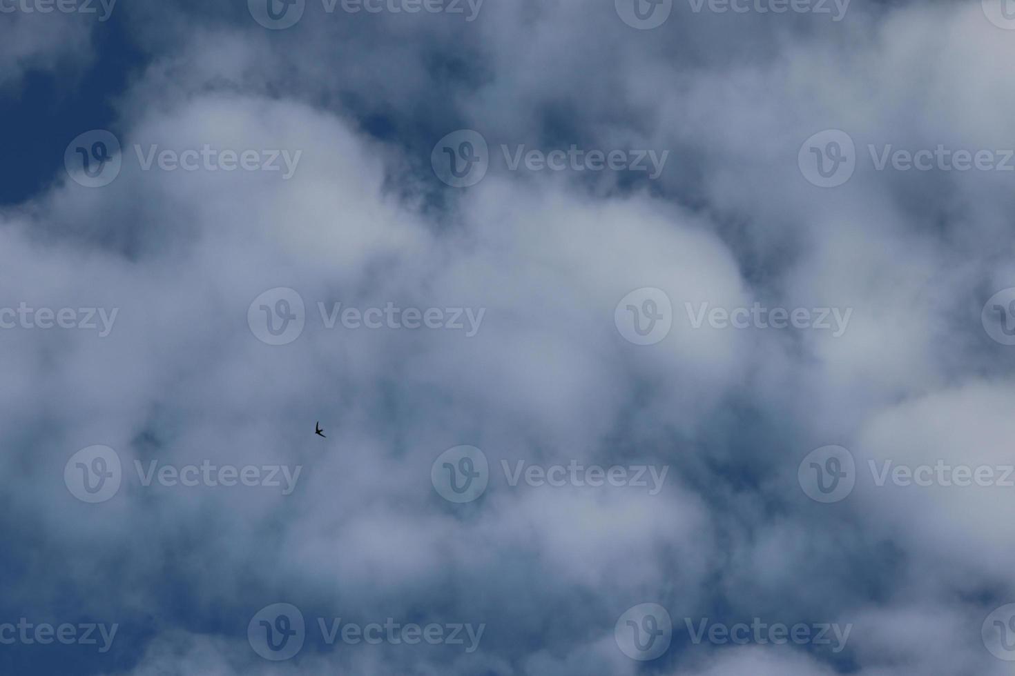 summer clouds on a blue sky and a flying swift photo