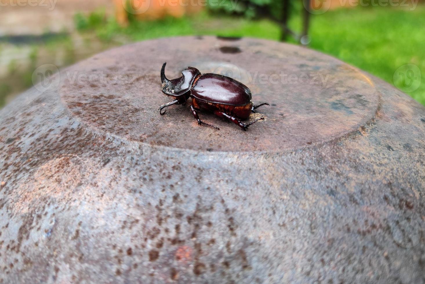 A rhinoceros beetle photo