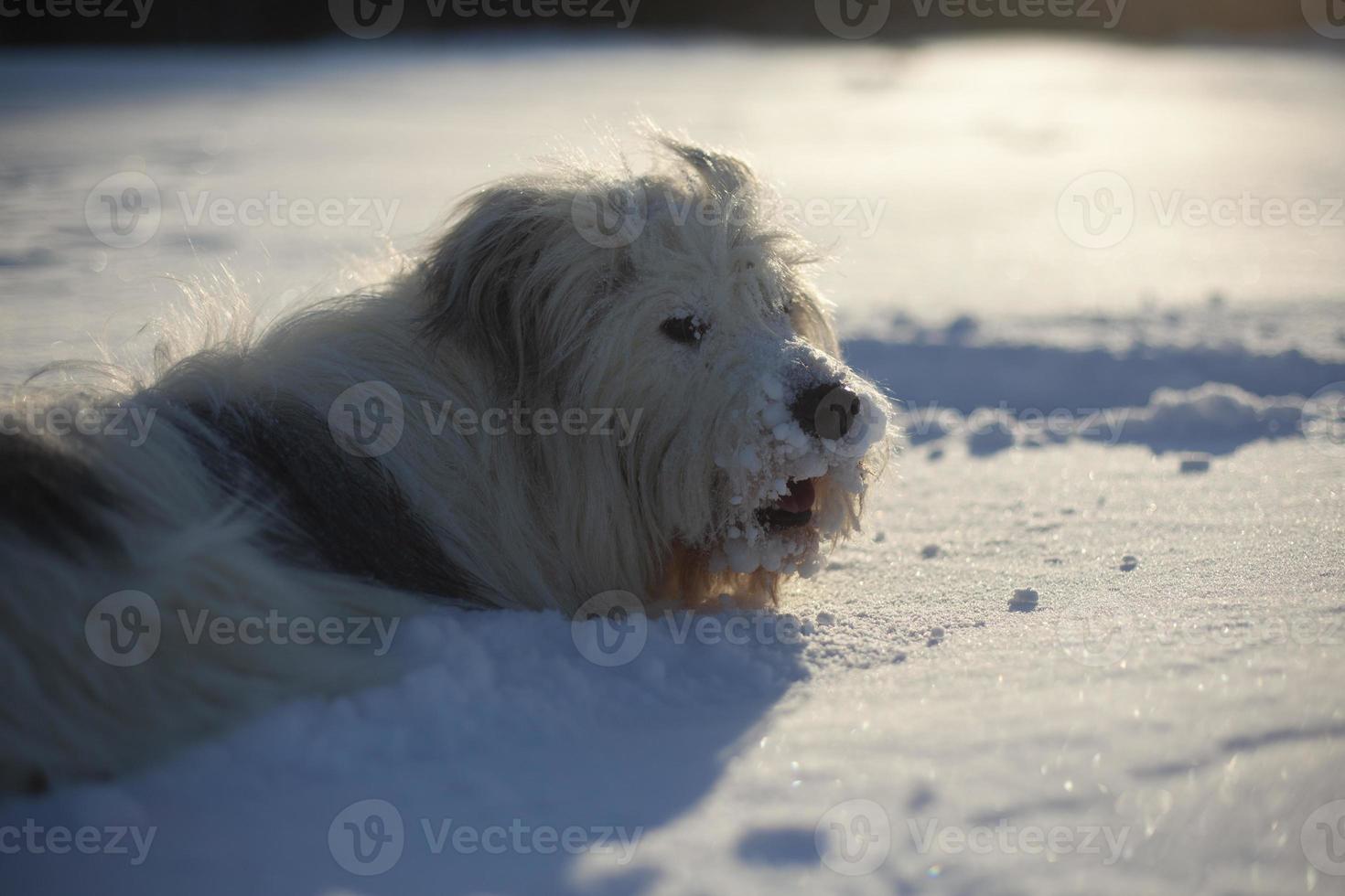 perro en la nieve. caminar con mascota. perro con pelo blanco en invierno en el parque. foto