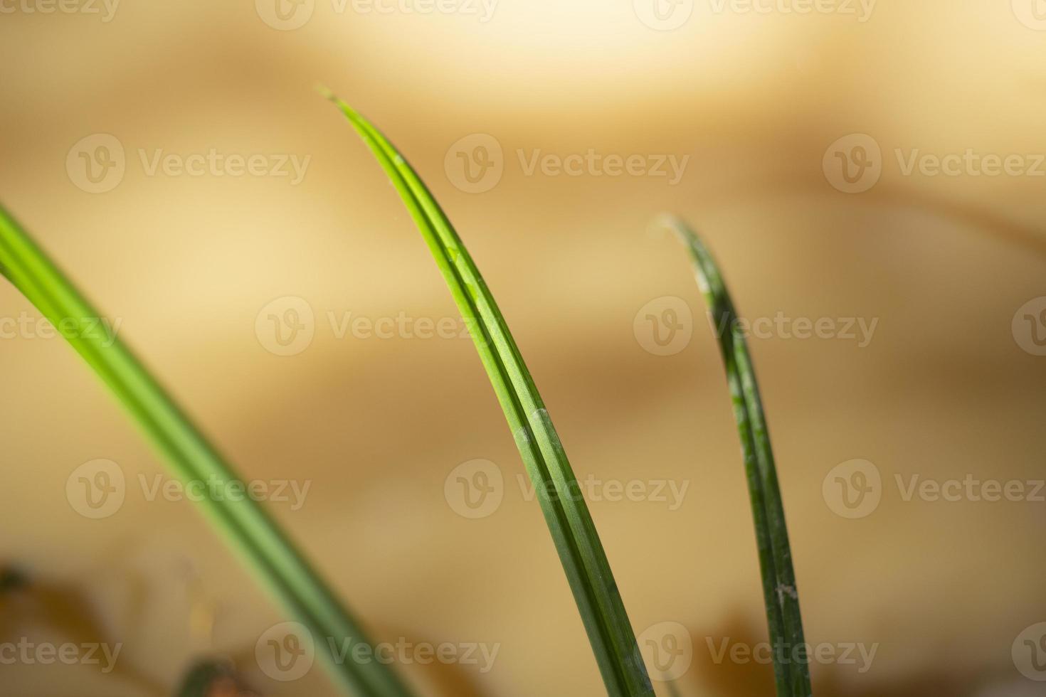 Details of nature in summer. Green plant. Natural background. photo