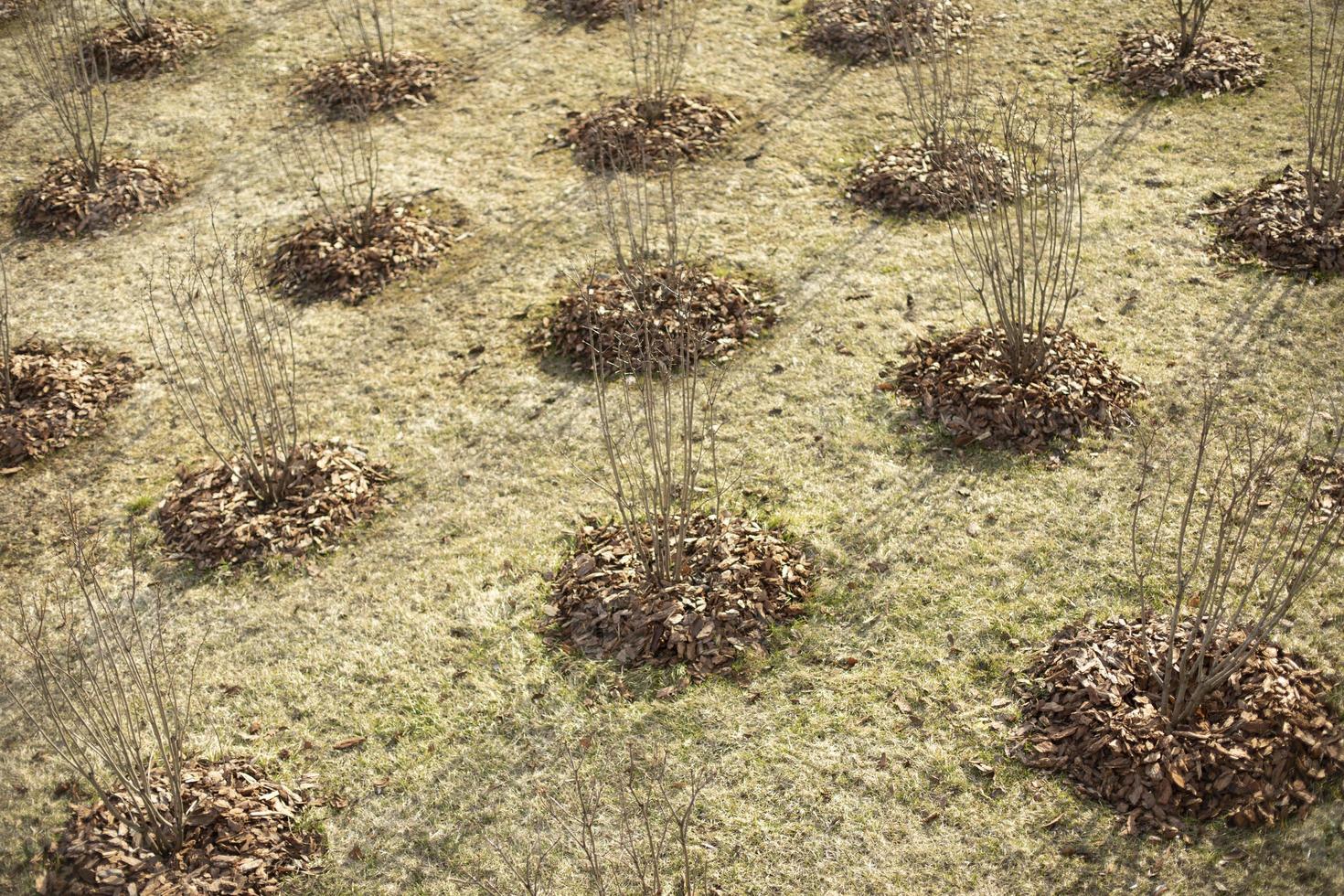 Lots of trees in holes. Planting seedlings in ground. City Park. photo