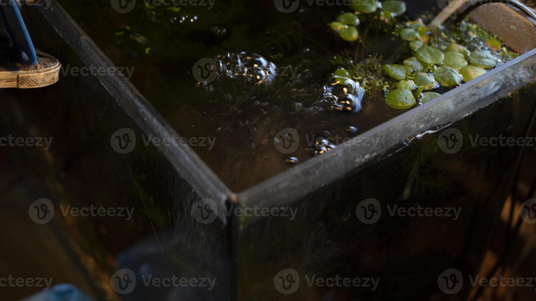 Water in aquarium. Aquarium in room. Bubbles on surface of water. photo
