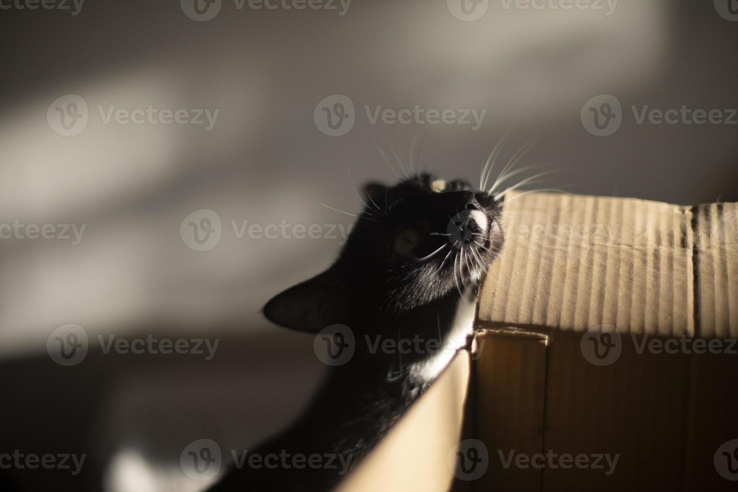 el gato pica en la caja. gato en casa. mascota y cartón. foto