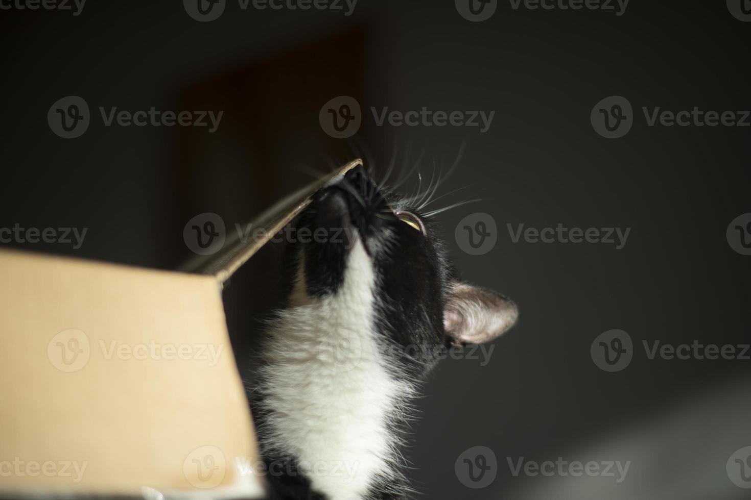 Cat and box. Pet at home. Cat loves cardboard box. Pet in morning. photo