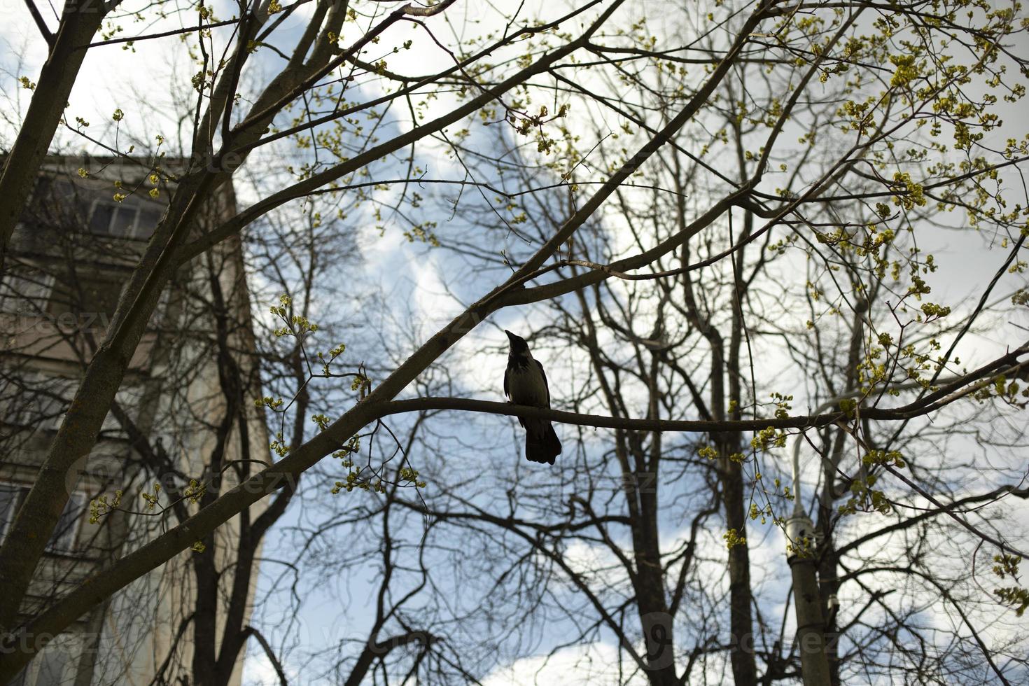 Crow sits in tree. Bird on branch. photo