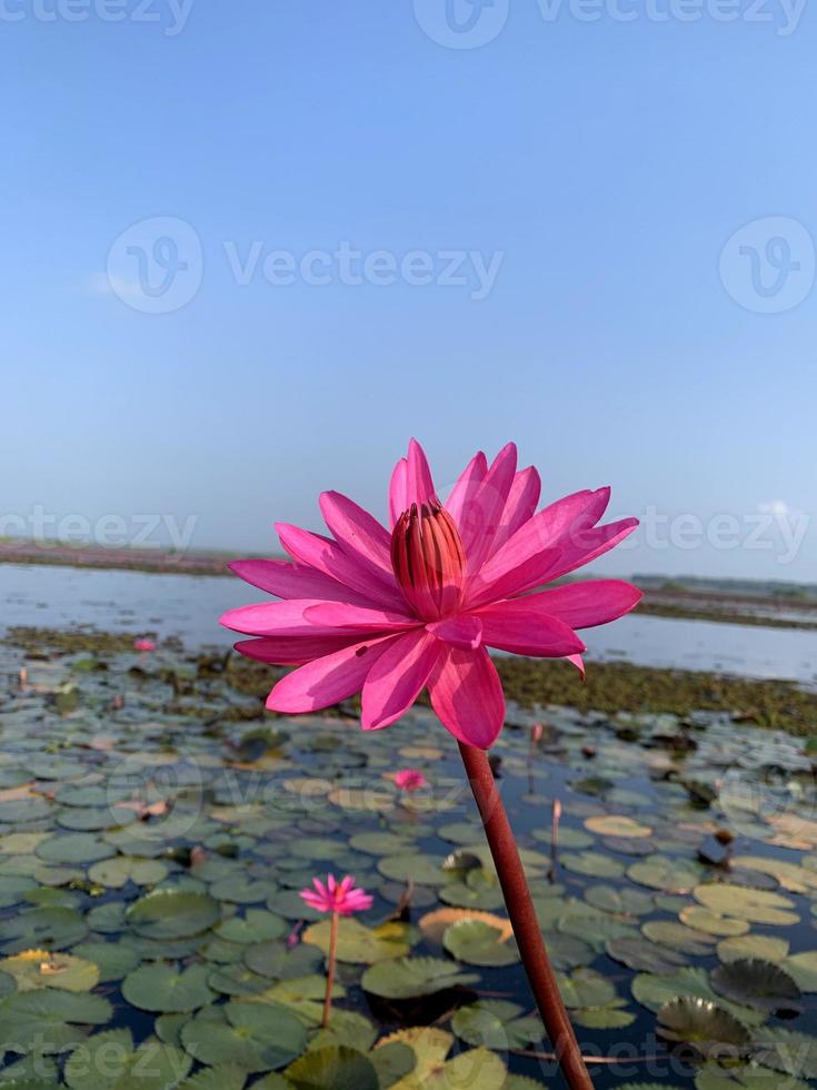 flor de loto rosa, flor rosa, flor de loto, flores del lago foto