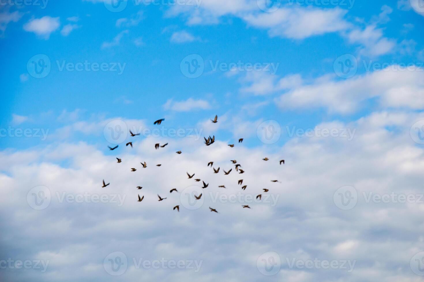 Flock of birds fly in the sky 14512001 Stock Photo at Vecteezy