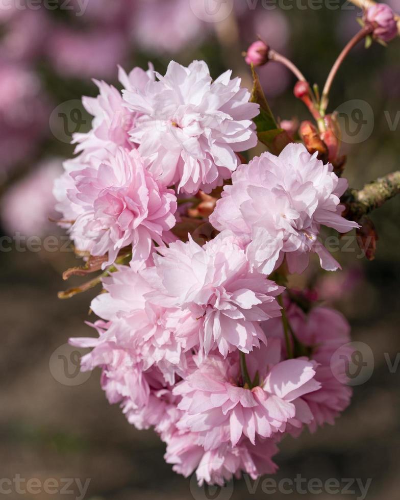 Hill Cherry Kiku-Shidare-Sakura, Prunus serrulata photo