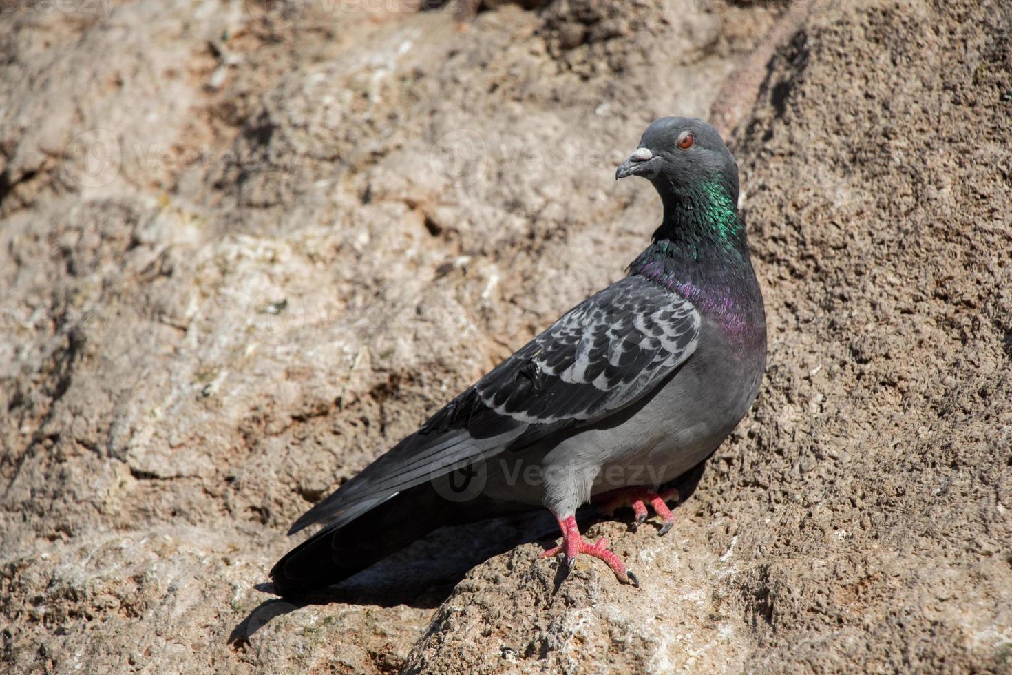 Single pigeon sitting on the  rock photo