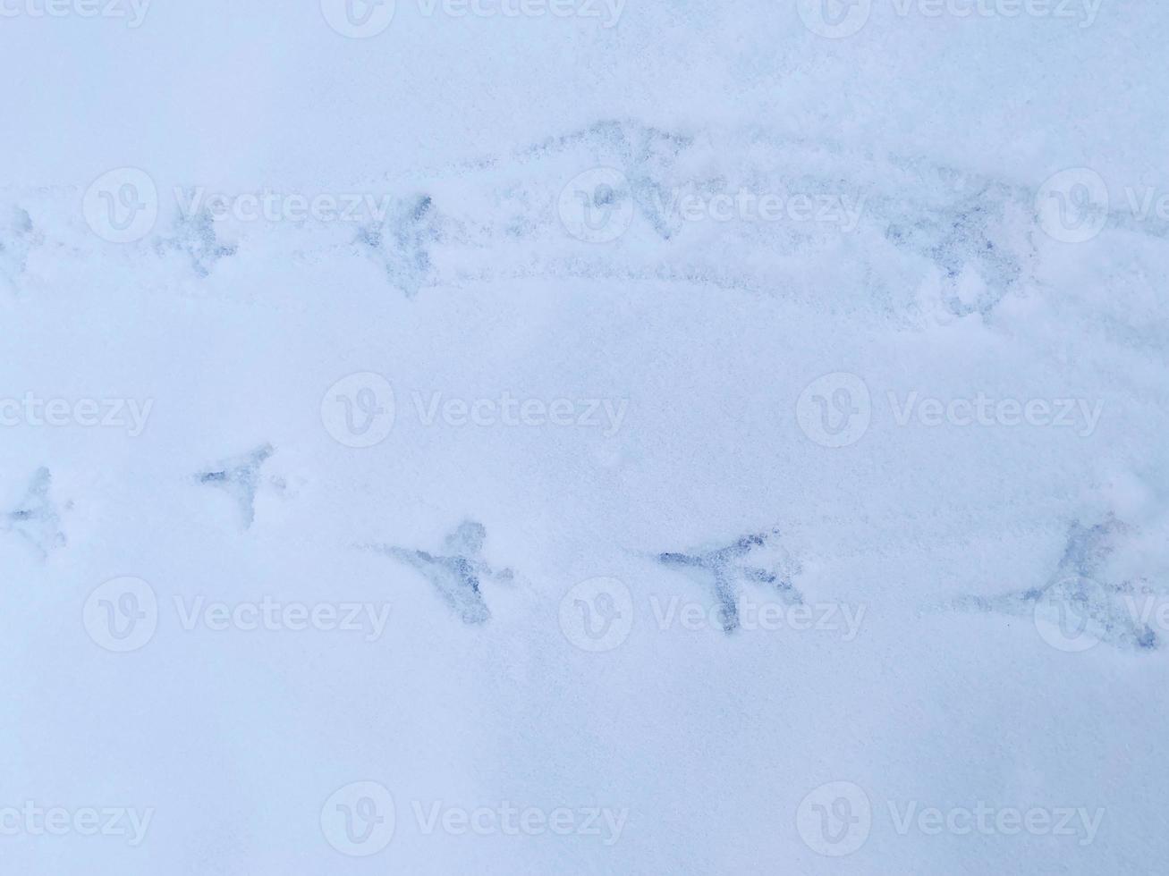 huellas de pájaros en la nieve. foto