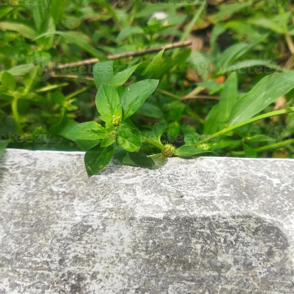 muro de piedra con hojas verdes foto