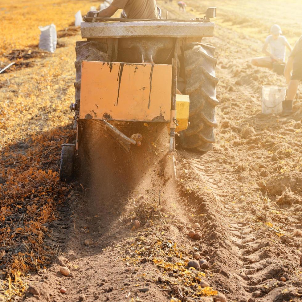 Harvesting in the village, harvesting potatoes with a tractor with a plow and a vibrating screen. photo