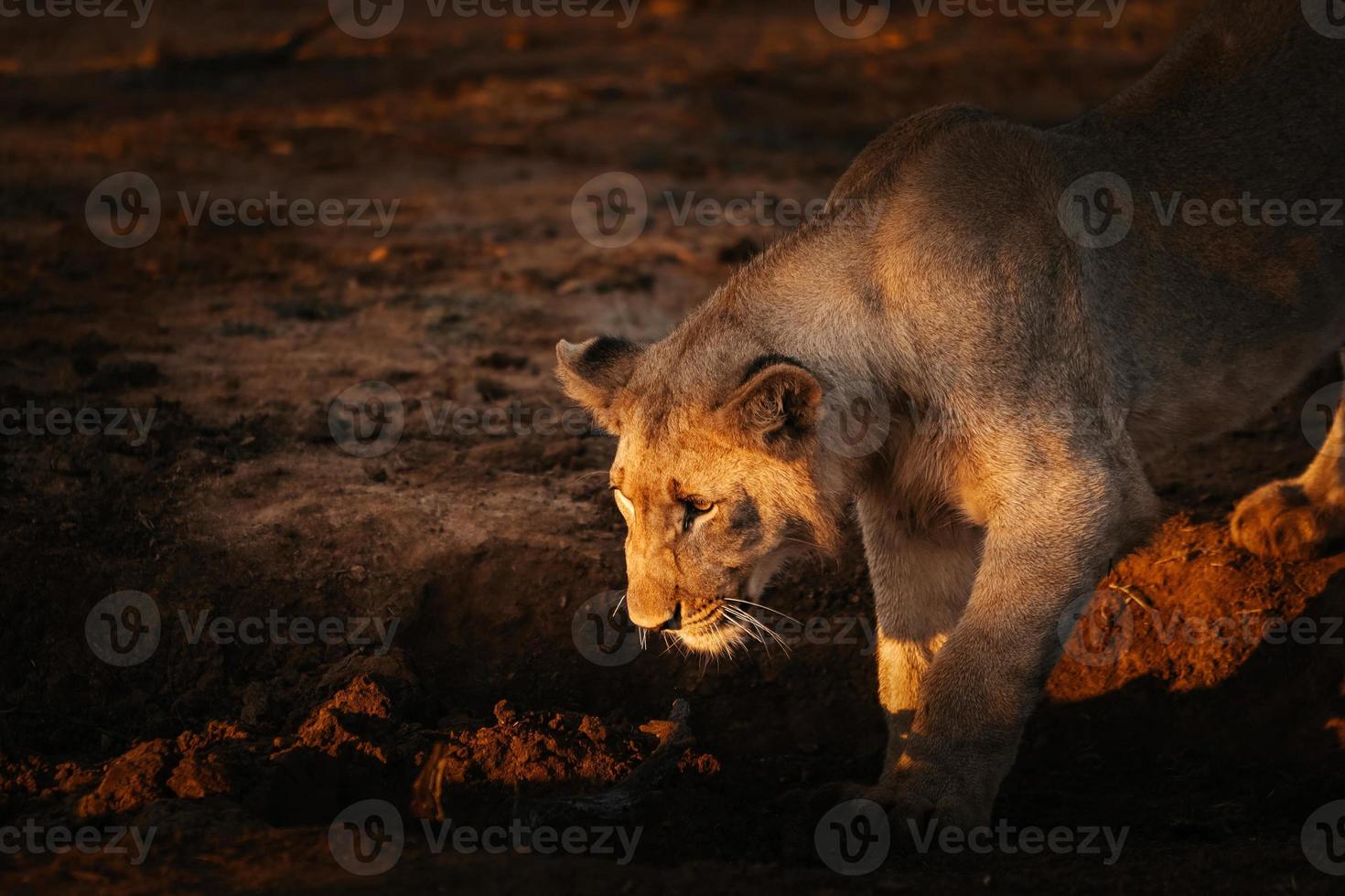 león africano hembra jugando con un palo al atardecer foto