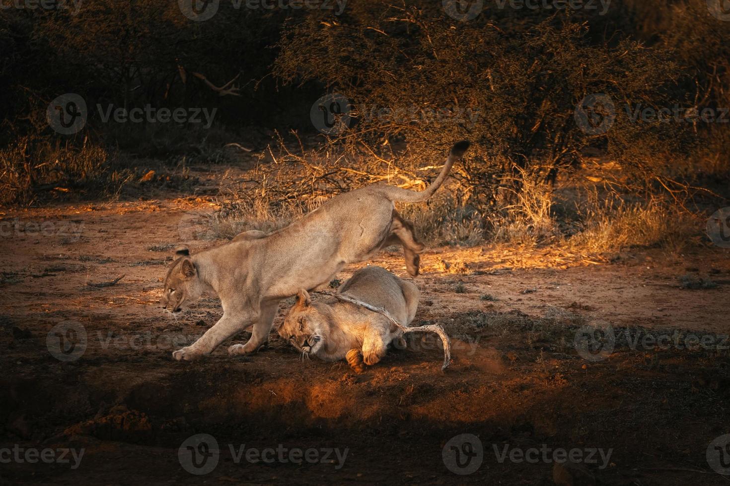 cachorros de león juguetones al atardecer foto