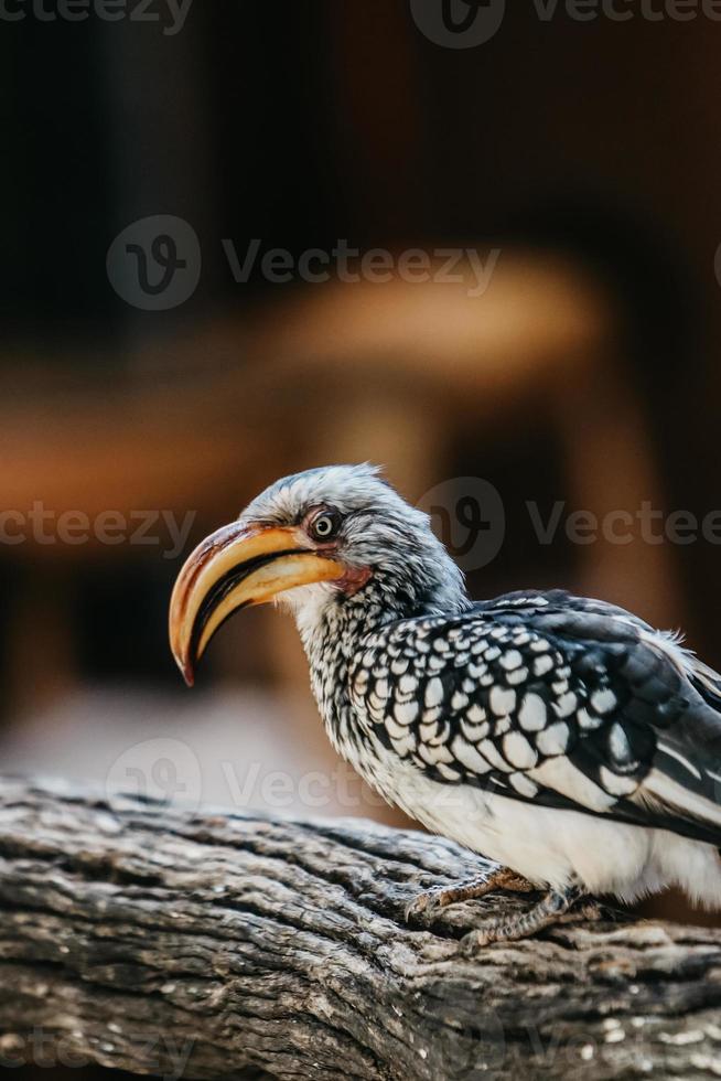 Hornbill portrait, South Africa photo
