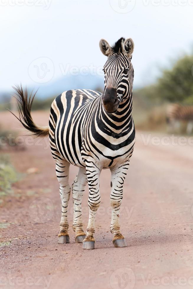 South African Zebra photo