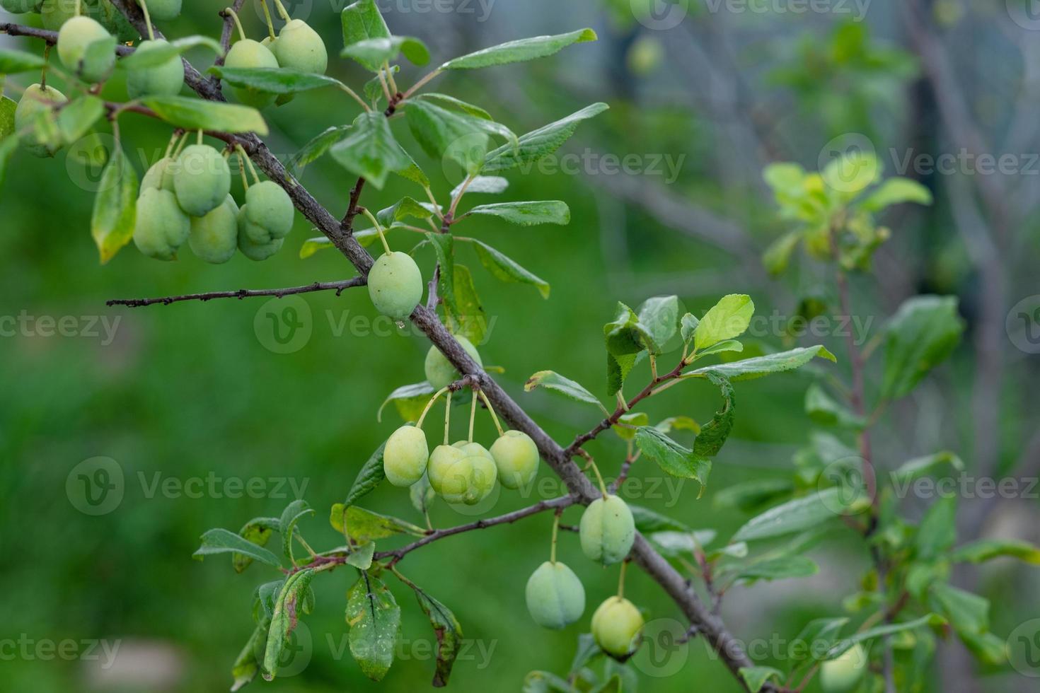 unripe plum on a branch close-up photo