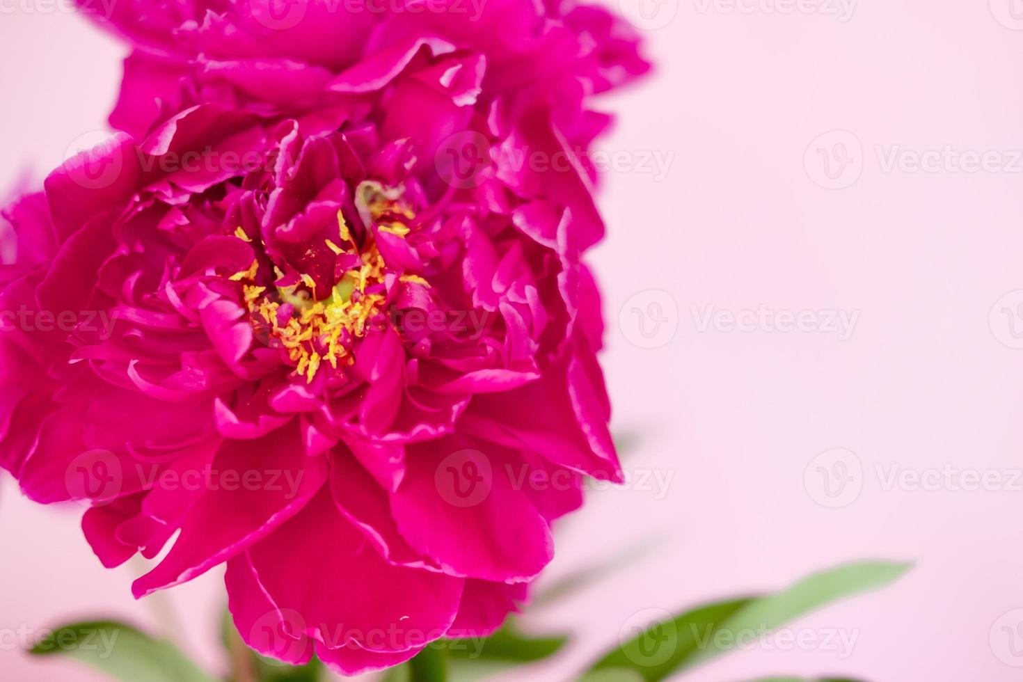 lush burgundy peony close-up on a pink background photo