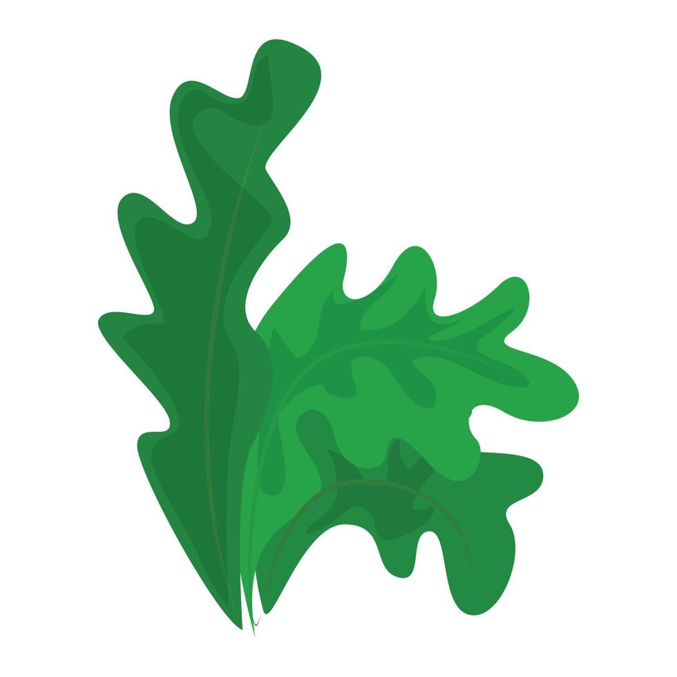Frisee lettuce icon, cartoon style vector