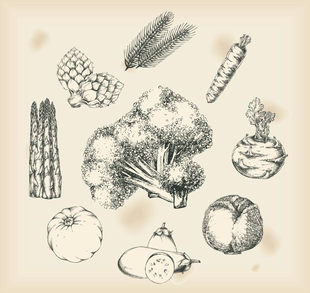 Vegetables drawings- isolated objects vector