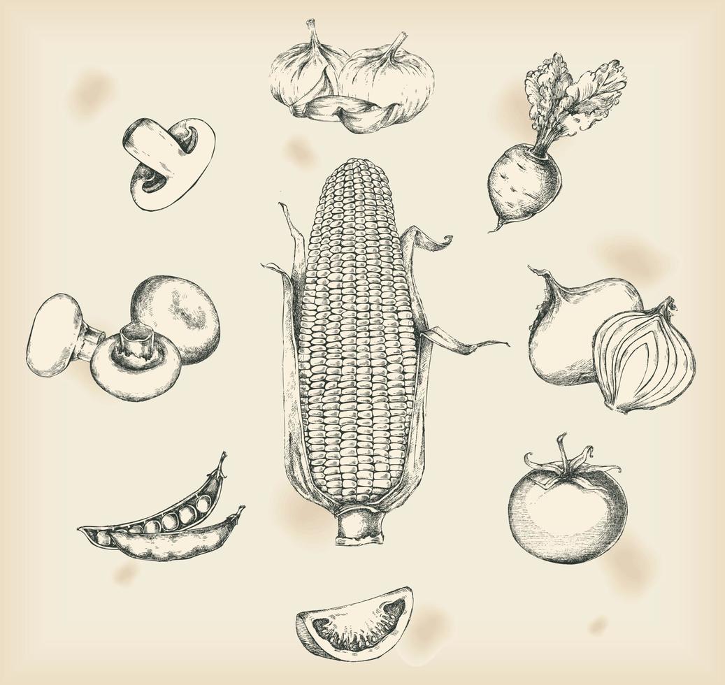 Vegetables drawings- isolated objects vector