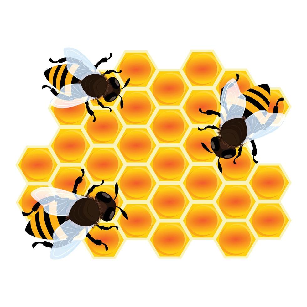 Bee on honey cell icon, cartoon style vector