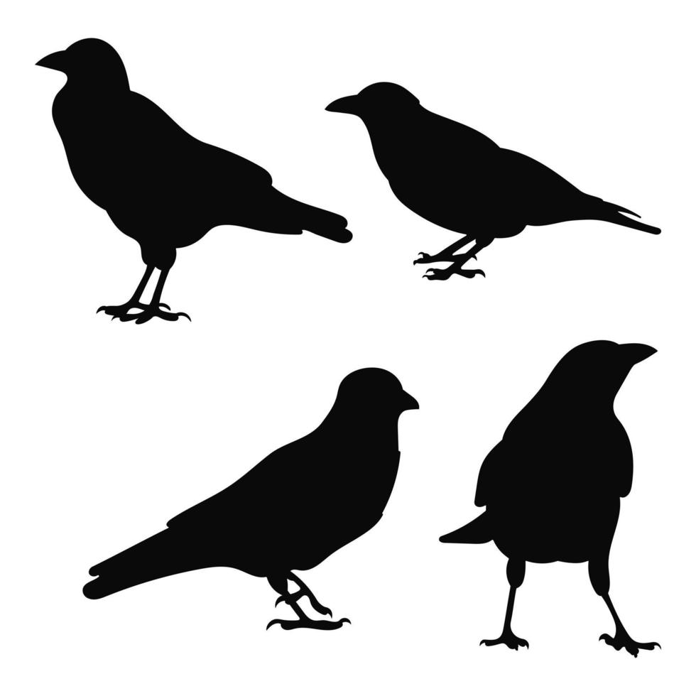 Vector set raven, crow, corvus standing, different pack of bird silhouettes hand draw, isolated vector