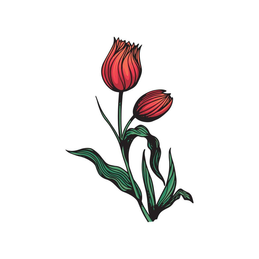 hand drawn tulip flower illustration vector