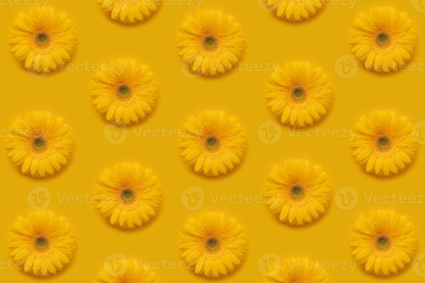 Pattern of gerbera. photo