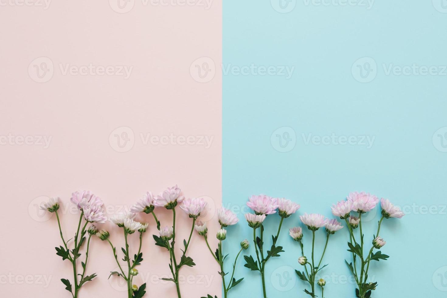 Pink flowers on pink-blue background. photo