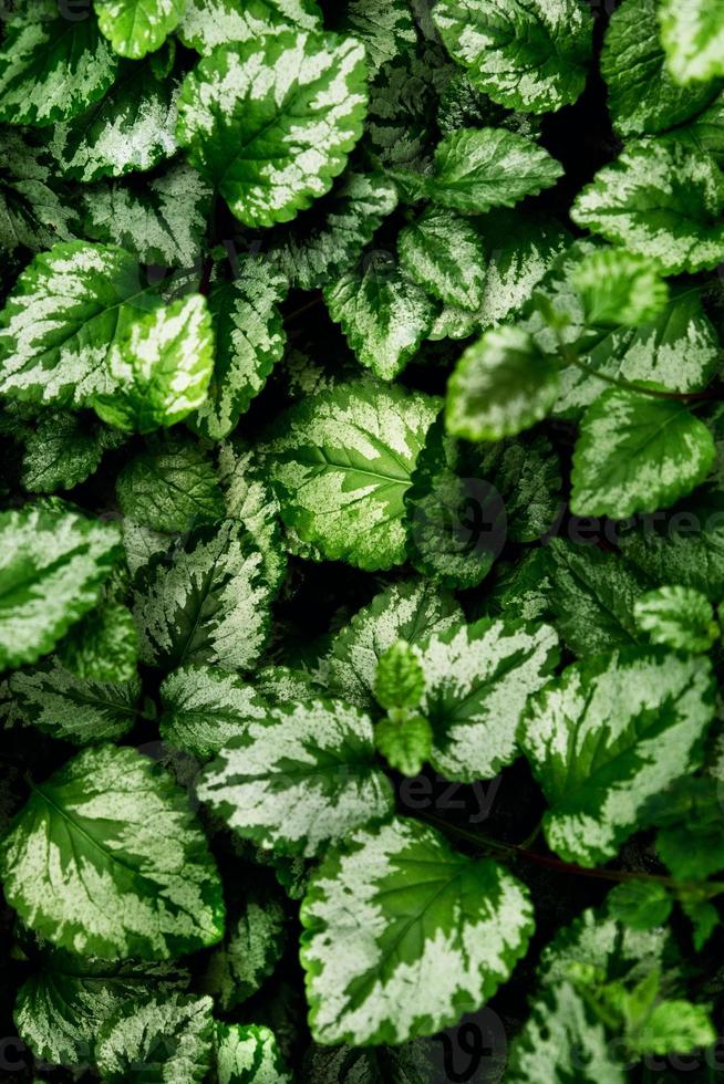 Natural background. The leaves of Plectranthus of closeup. photo