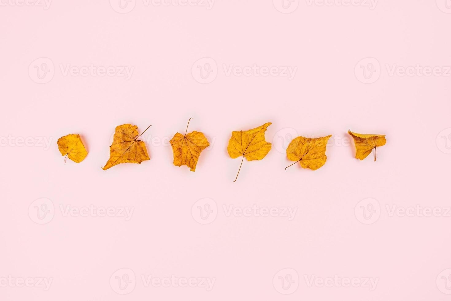 Autumn elegant composition. photo