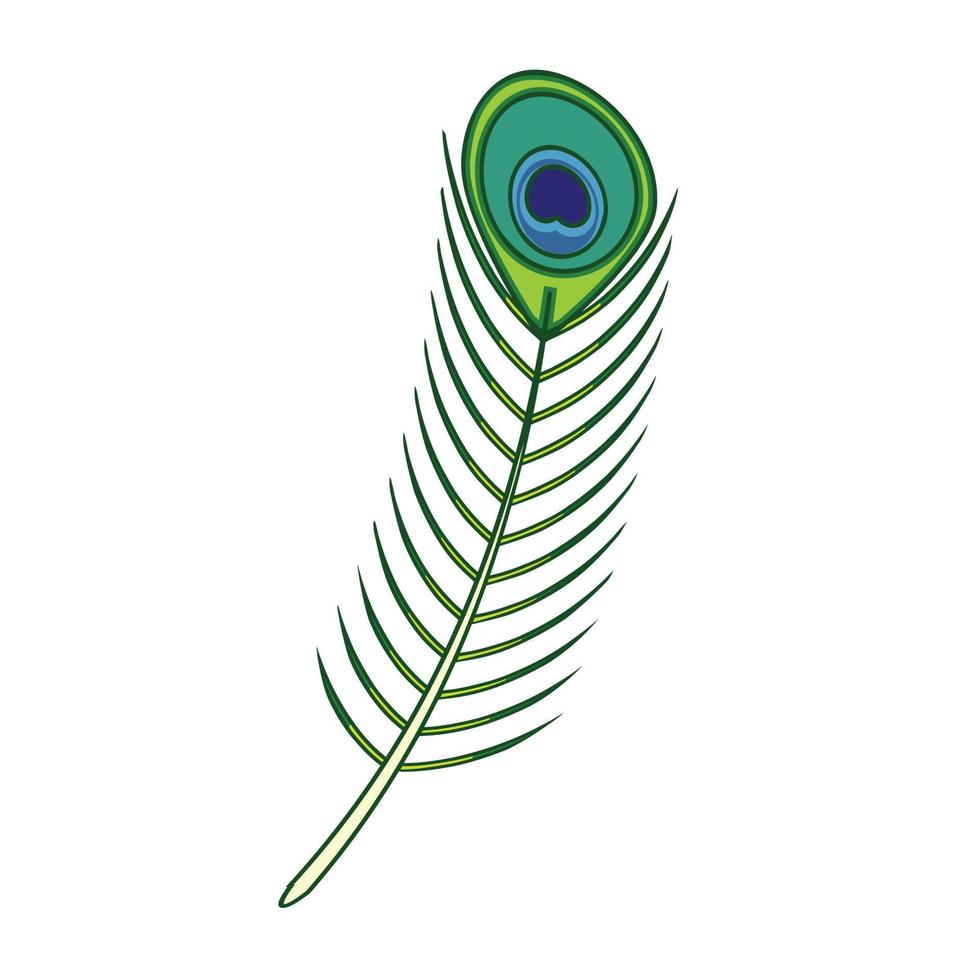 Peacock Feather Illustration vector