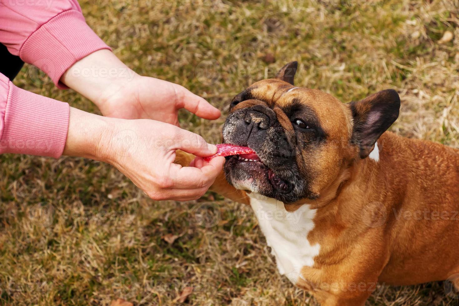 The woman's owner's hand feeds a piece of sausage to a female French bulldog. Training, behavior and education concept photo