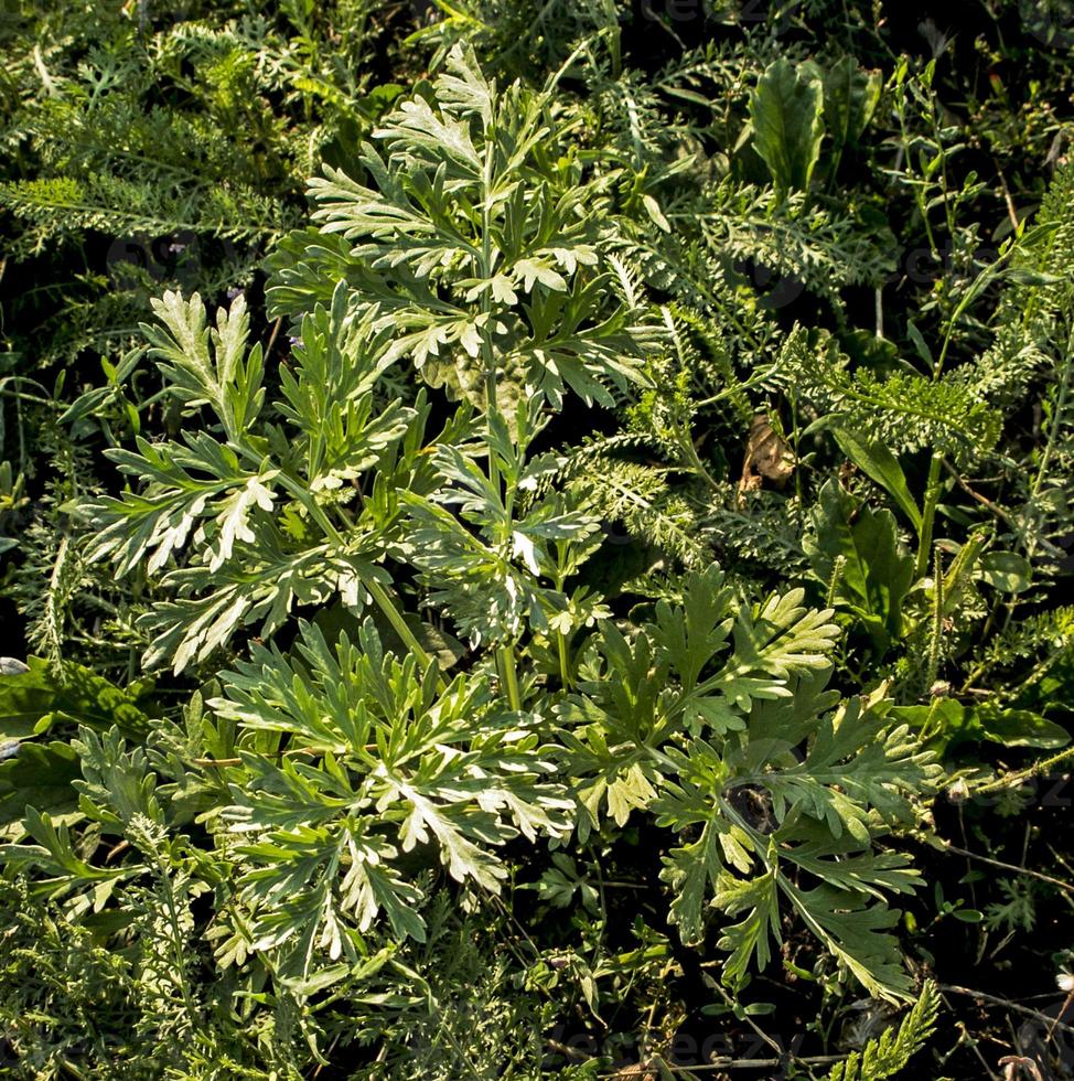 Closeup of fresh growing sweet wormwood Artemisia Annua, sweet annie, annual mugwort grasses in the wild field, Artemisinin medicinal plant, natural green grass leaves texture wallpaper background photo