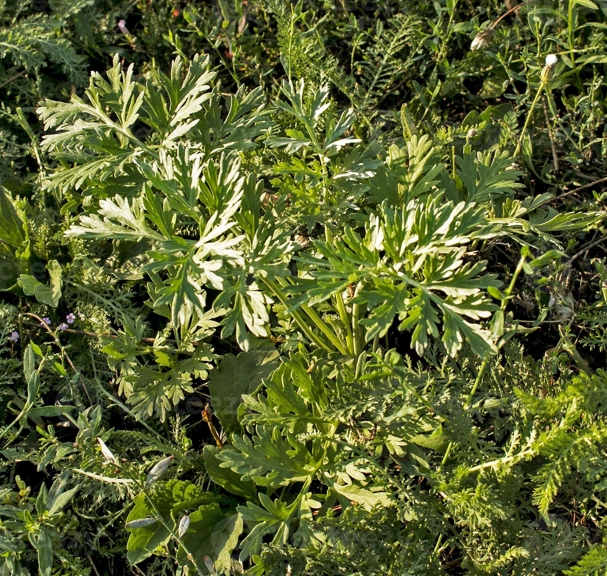 Closeup of fresh growing sweet wormwood Artemisia Annua, sweet annie