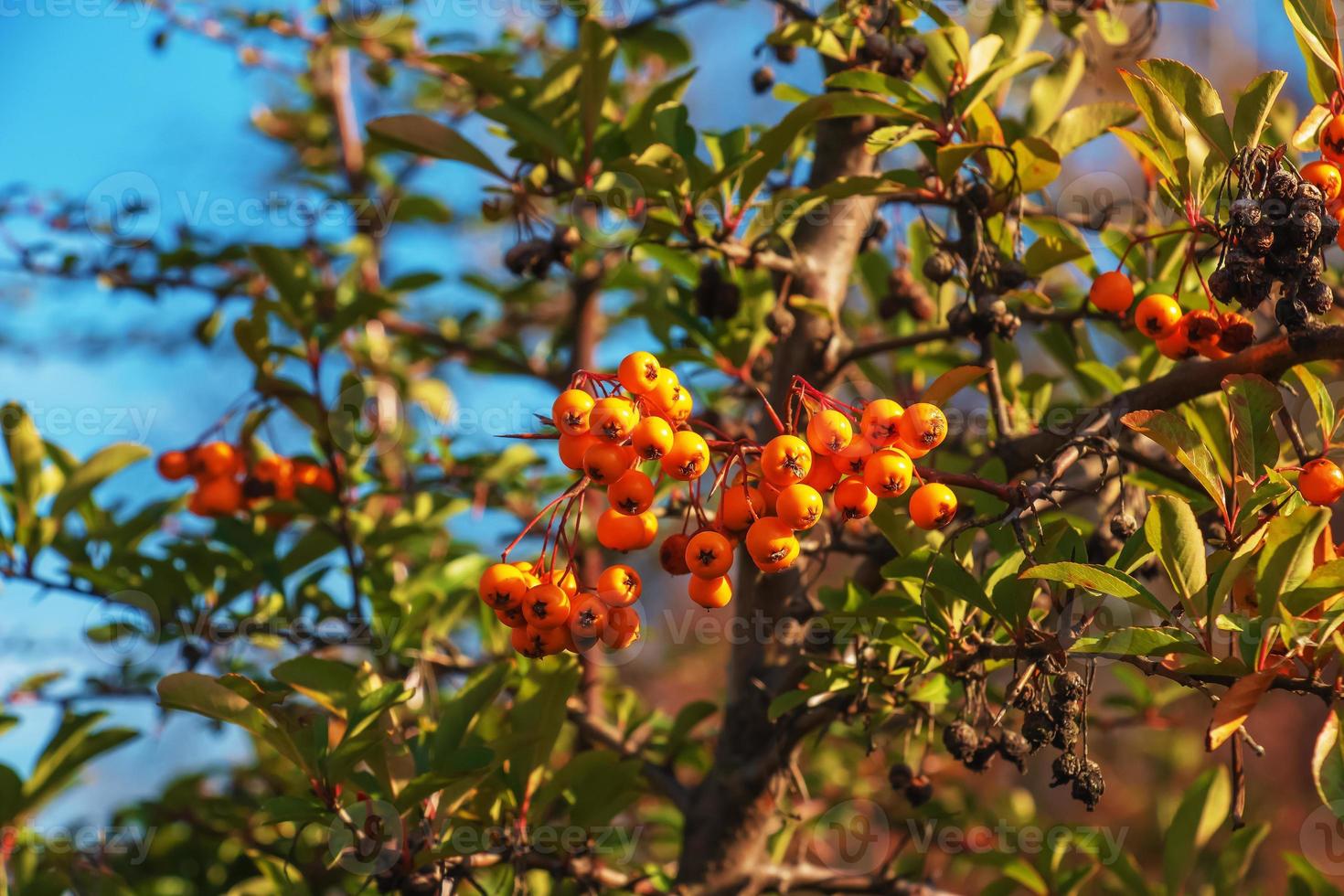 Bright red berries of Pyracantha coccinea, scarlet fiery fruits on a branch of a tree growing in the park. Blurred green bush and blue sky in the background. photo