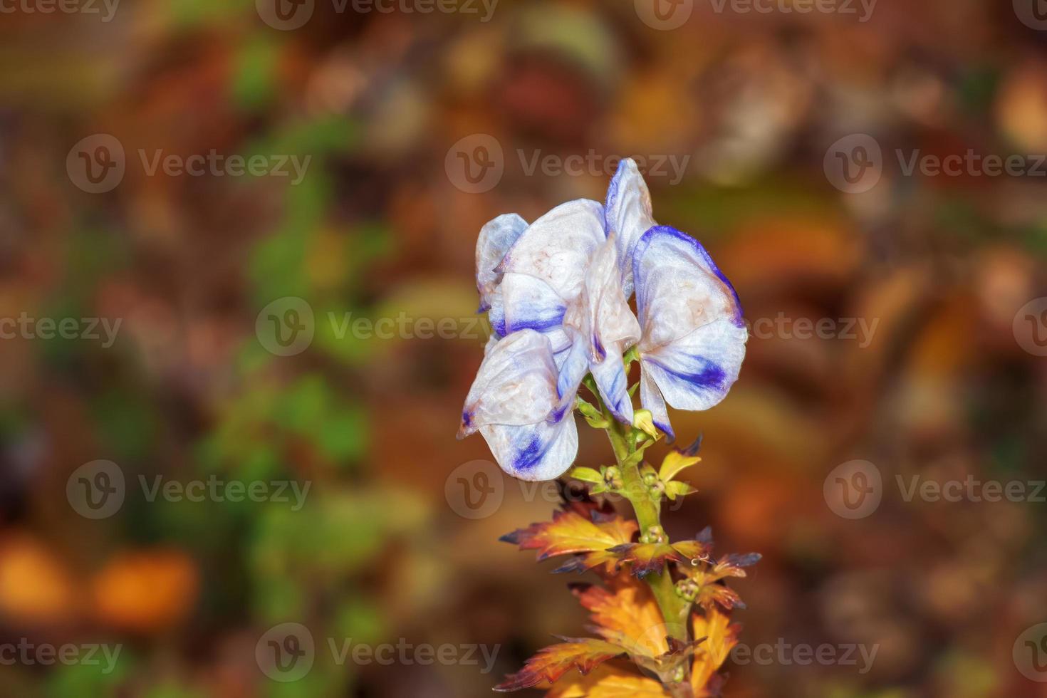 aconite napellus, una especie de planta con flores del género aconite, familia ranunculaceae. la mayoría de las especies contienen principios muy venenosos. foto