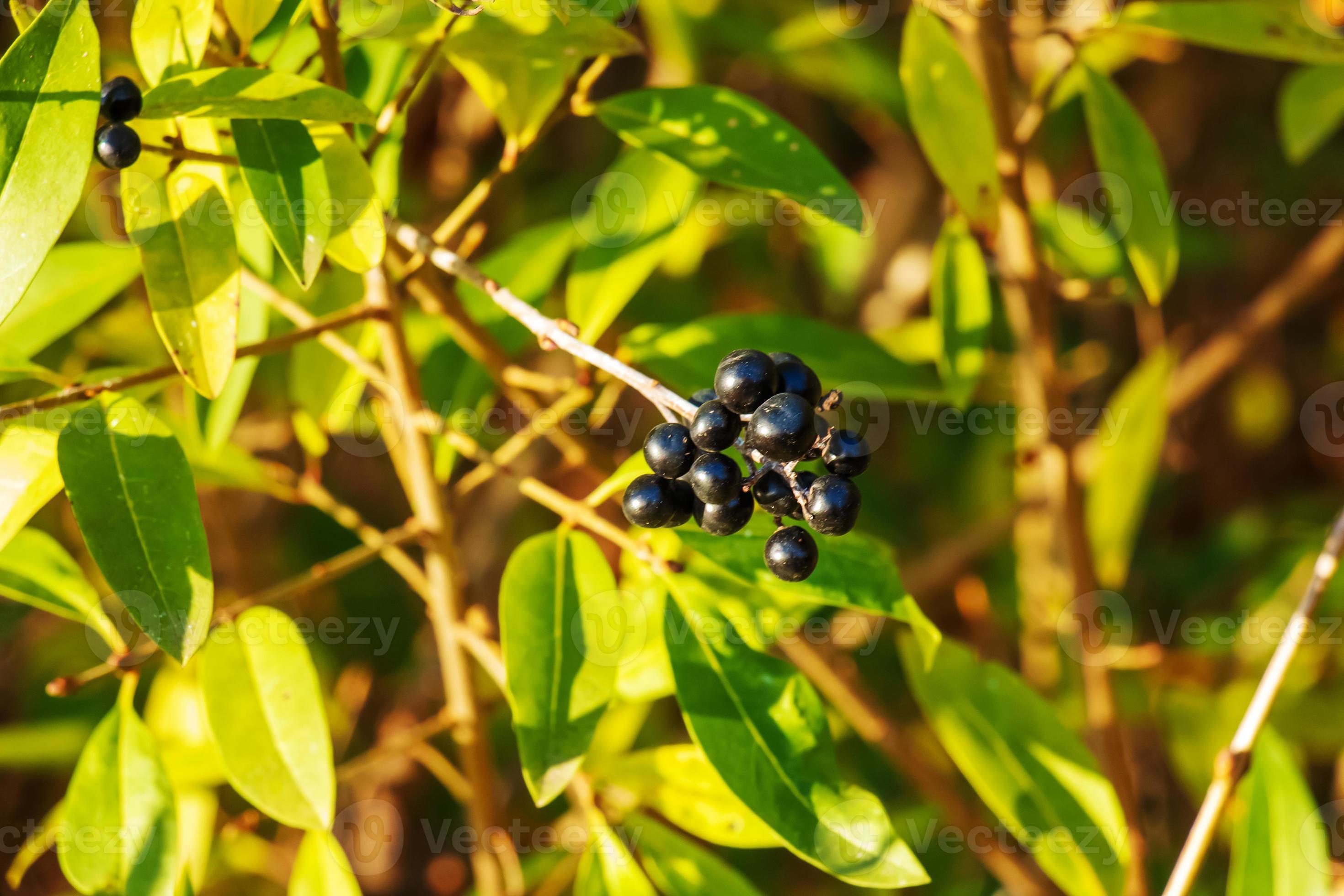 Poisonous black berries of privet shrub latin Ligustrum vulgare. A ...
